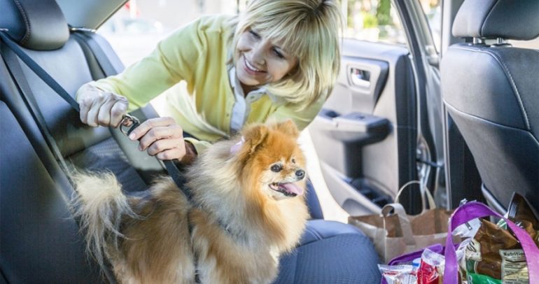 كيف تضع كلبك في السيارة؟ إليك بعض النصائح